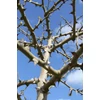 Kép 4/4 - Bors kínai (szecsuáni bors) - Zanthoxylum simulans 30/40cm K2l