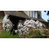 Kép 2/2 - Iszalag örökzöld - Clematis armandii 'Apple Blossom' 60/80cm K10l