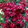 Kép 2/2 - Iszalag bíborvörös - Clematis 'Rouge Cardinal' 60/80cm K2l