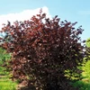Kép 1/3 - Corylus avellana 'Purpurea'