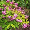 Kép 1/2 - Deutzia a 'Strawberry Fields'