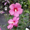 Kép 2/2 - Mályvacserje sötét rózsaszín - Hibiscus syriacus 'Woodbridge' 40/60cm T60cm K10,5l
