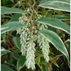 Kép 2/2 - Fürtöshanga - Leucothoe fontanesiana 'Rainbow' 30/40cm K2l