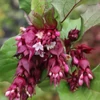 Kép 2/2 - Dudváslonc himalájai - Leycesteria formosa 'Purple Rain' 40/60cm K2l