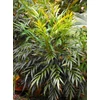 Kép 1/2 - Mahonia eurybracteata 'Sweet Winter'