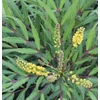 Kép 2/2 - Mahónia keskenylevelű - Mahonia eurybracteata 'Sweet Winter' 60/80cm K7,5l