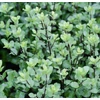Kép 2/2 - Enyvesmag új-zélandi kékeszöld - Pittosporum tenuifolium 'Wrinkled Blue' 20/30cm K2l