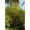 Kép 2/4 - Citrom (vadcitrom) télálló - Poncirus trifoliata 20/30cm K9x9cm