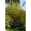 Kép 2/4 - Citrom (vadcitrom) TÉLÁLLÓ - Poncirus trifoliata 20/30cm K2l