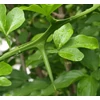 Kép 3/4 - Citrom (vadcitrom) TÉLÁLLÓ - Poncirus trifoliata 40/60cm K5l