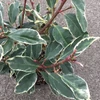 Kép 2/2 - Babérmeggy portugál tarka levelű  - Prunus lusitanica 'Variegata' 60/80cm K10L