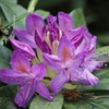 Kép 2/2 - Havasszépe sötét lila - Rhododendron 'Lee's Dark Purple' 80/100cm K5l