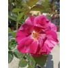 Kép 1/2 - Rózsa futó rózsaszín-fehér cirmos - Rosa 'Csíkos' 30/40cm K2l