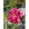Kép 2/2 - Rózsa futó rózsaszín-fehér cirmos - Rosa 'Csíkos' 30/40cm K2l