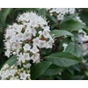 Kép 2/2 - Bangita örökzöld - Viburnum tinus 30/40cm K5l
