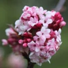 Kép 2/2 - Bangita kikeleti sötét rózsaszín virágú - Viburnum bodnantense 'Dawn' 40/60cm K5l
