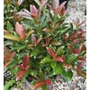 Kép 1/3 - Viburnum odoratissimum 'Coppertop'