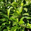 Kép 2/3 - Bangita édes - Viburnum odoratissimum 40/60cm K3l