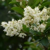 Kép 3/3 - Bangita édes - Viburnum odoratissimum 40/60cm K3l