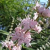 Kép 2/2 - Illatos barátcserje rózsaszín - Vitex agnus castus 'Santamaria' 40/60cm K2l