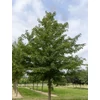 Kép 4/4 - Juhar ősszel vöröslő - Acer 'Pacific Sunset' 400/450cm TK8/10cm K20l