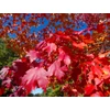 Kép 2/4 - Juhar ősszel vöröslő - Acer 'Pacific Sunset' 400/450cm TK8/10cm K20l