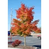 Kép 3/4 - Juhar ősszel vöröslő - Acer 'Pacific Sunset' 400/450cm TK8/10cm K20l