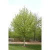 Kép 1/3 - Acer campestre 'Elsrijk'