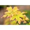 Kép 2/3 - Juhar mezei - Acer campestre 'Elsrijk' 125/150cm K7,5l
