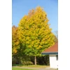 Kép 3/3 - Juhar mezei - Acer campestre 'Elsrijk' 125/150cm K7,5l