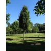 Kép 1/2 - Acer campestre 'William Caldwell'