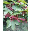 Kép 2/2 - Juhar mezei oszlopos - Acer campestre 'William Caldwell' 200/250cm TK8/10cm K35l