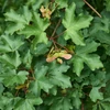 Kép 3/4 - Juhar mezei - Acer campestre 60/80cm K3l