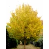 Kép 4/4 - Juhar mezei - Acer campestre 60/80cm K3l