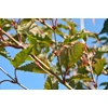 Kép 3/4 - Juhar parókás - Acer capillipes T100cm 200/250cm TK14/16cm K70l