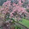 Kép 2/3 - Juhar kígyókérgű rózsaszín-fehér tarka - Acer conspictum 'Red Flamingo' 40/60cm K7,5l
