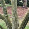 Kép 3/4 - Juhar közép-kínai - Acer davidii 200/250cm K10,5l