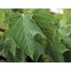 Kép 4/4 - Juhar közép-kínai - Acer davidii 200/250cm K10,5l