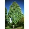 Kép 2/2 - Juhar - Acer freemanii 'Armstrong' 150/175cm K7,5l