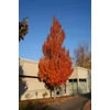 Kép 1/2 - Acer freemanii 'Armstrong'