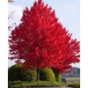Kép 1/3 - Acer freemanii 'Autumn Blaze ('Jeffersred')