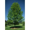 Kép 3/3 - Juhar ősszel vöröslő - Acer freemanii 'Autumn Blaze' ('Jeffersred') 175/200cm TK6/8 K25l