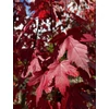 Kép 2/3 - Juhar ősszel vöröslő - Acer freemanii 'Autumn Blaze' ('Jeffersred') 175/200cm TK6/8 K25l