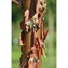Kép 3/4 - Juhar szürke - Acer griseum 150/175cm K60l