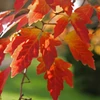 Kép 4/4 - Juhar szürke - Acer griseum 150/175cm K60l