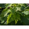 Kép 2/3 - Juhar karéjos (pizsama) - Acer grosseri 'Hersii' 150/175cm K13l