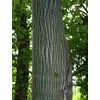 Kép 1/3 - Acer grosseri 'Hersii'