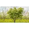 Kép 3/4 - Juhar japán - Acer japonicum 'Aconitifolium' 40/60cm K5l