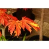Kép 4/4 - Juhar japán - Acer japonicum 'Aconitifolium' 40/60cm K5l