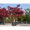 Kép 1/4 - Acer japonicum 'Aconitifolium'
